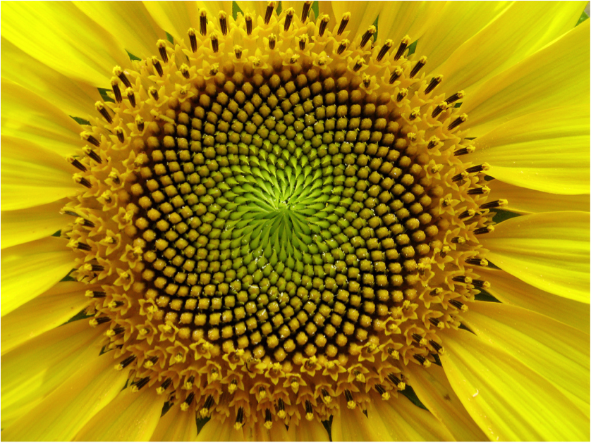 Image result for golden spiral in nature