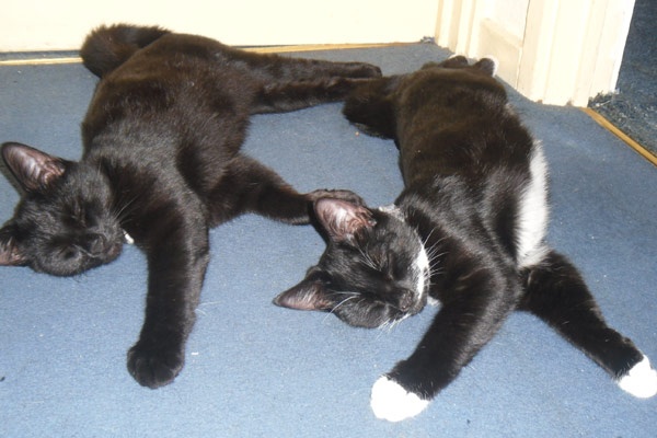 synchronized-sleeping-cats.jpg