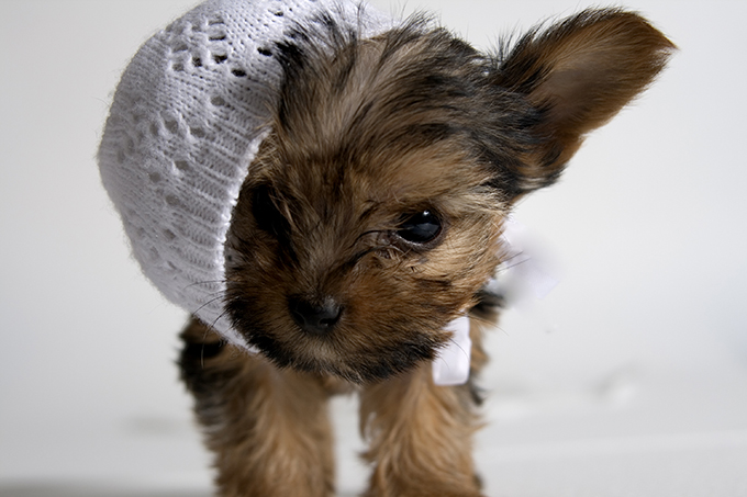 teacup-yorkie-puppy-13.jpg