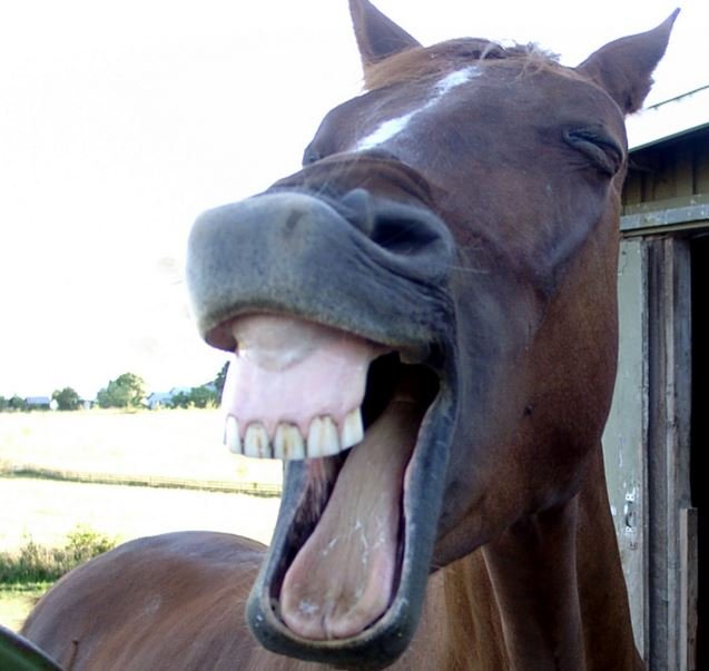 teeth_2.jpg