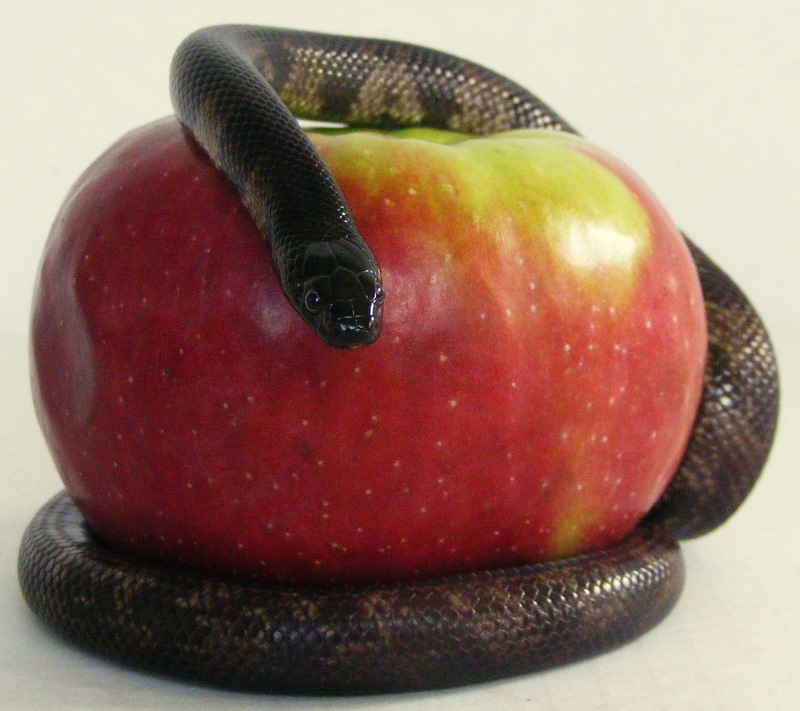 Temptation by PaganFireSnake