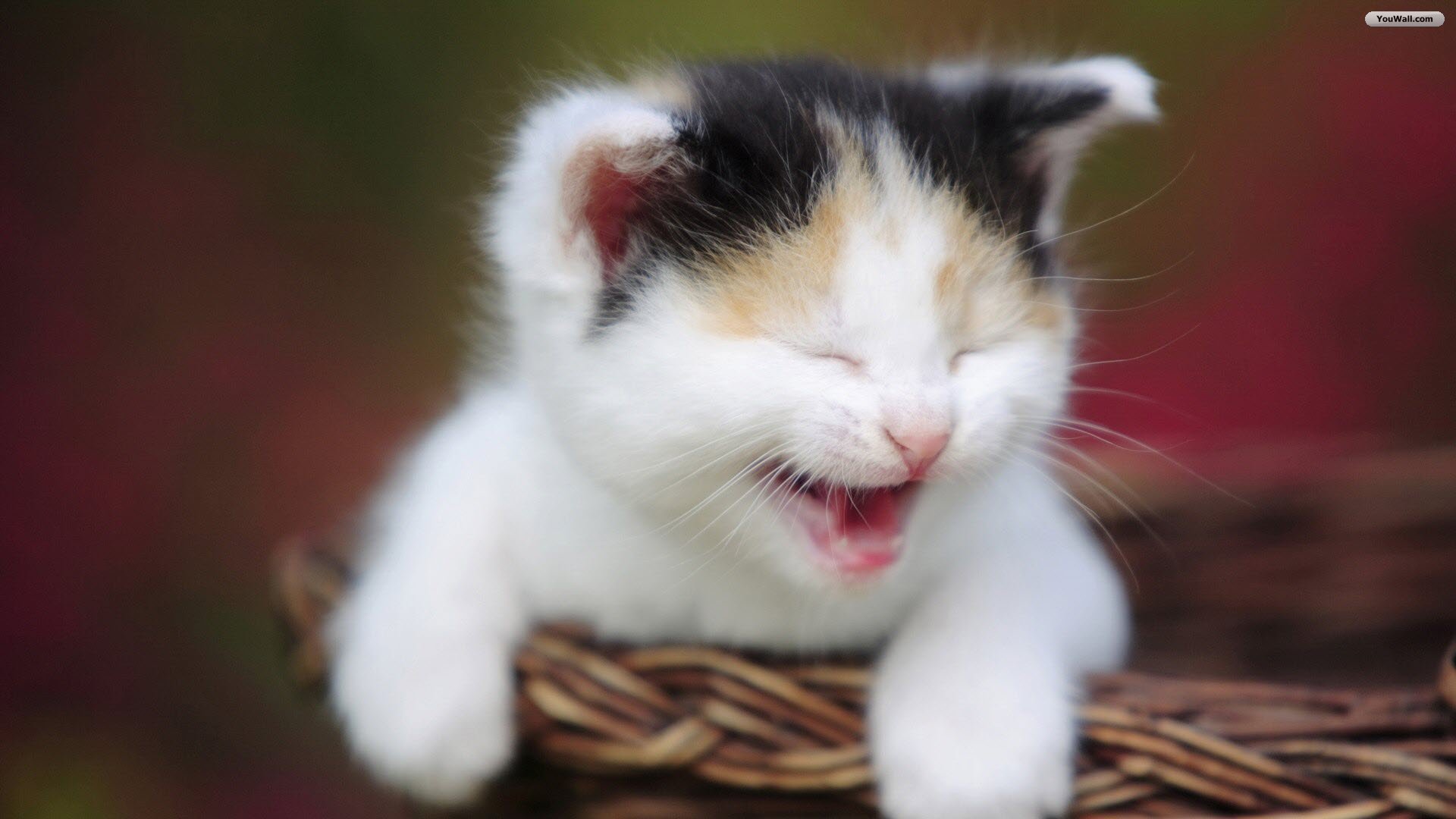 the-laughing-cat.jpg