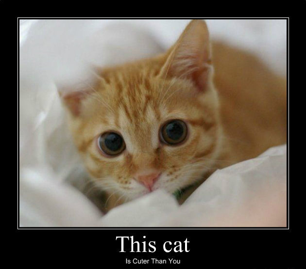 this-cat-is-cuter-than-you.jpg
