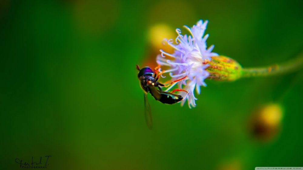 Insect Wallpaper and Background Image | 1366x768 | ID:492144 ...