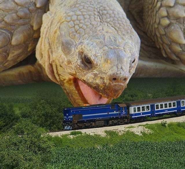 tiny-train-or-giant-turtle-1452560979.jp