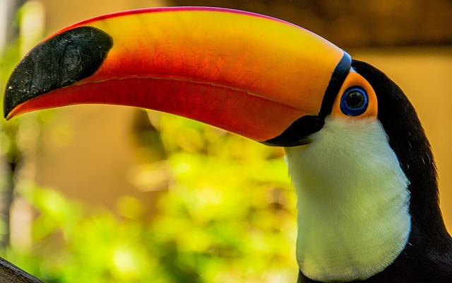 toucan-beak.jpg