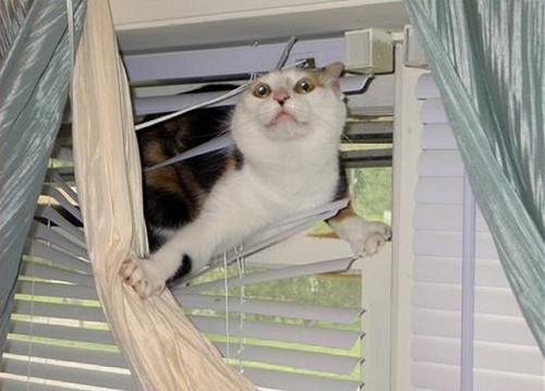 tumblr_inline_mjtc2vPaT71qz4rgp.jpg