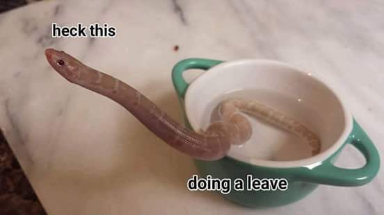 Image result for snek meme