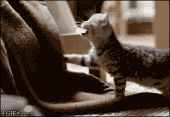 tumblr_oay39rKgNf1tyncywo1_400.gif