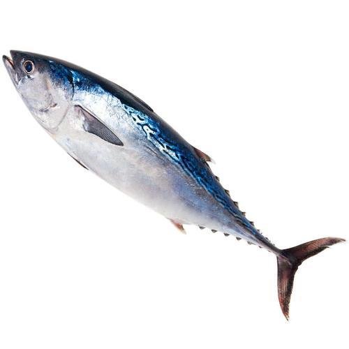 tuna-fish-500x500.jpg