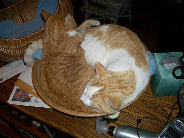 two-cats-bowl.jpg