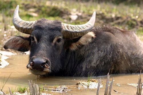 vietnam-water-buffalo.jpg