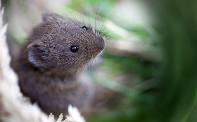 vp_us_vole_1_iStock_000010612437.jpg