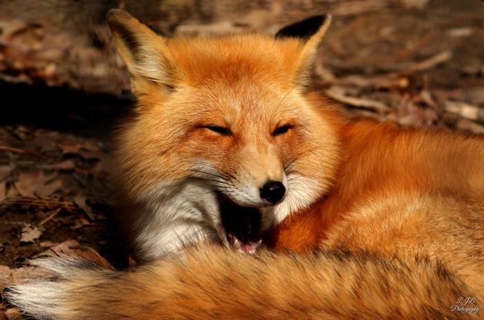 Laughing Fox by Lilibug6