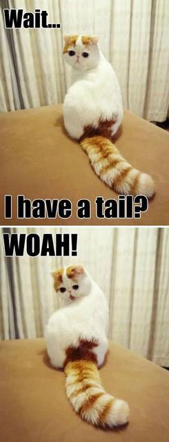 wait-i-have-a-tail.jpg