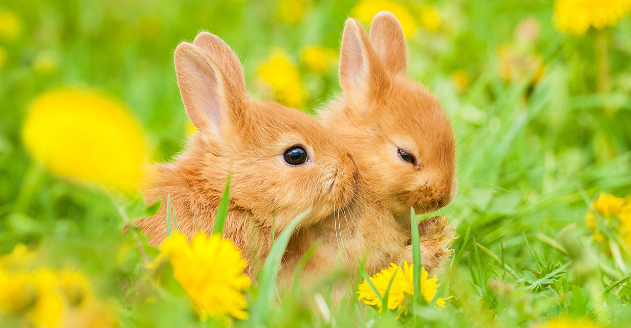 what-do-baby-rabbits-eat-header.jpg