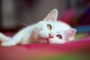 white-cat-497261.jpg