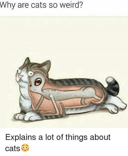 why-are-cats-so-weird-explains-a-lot-of-