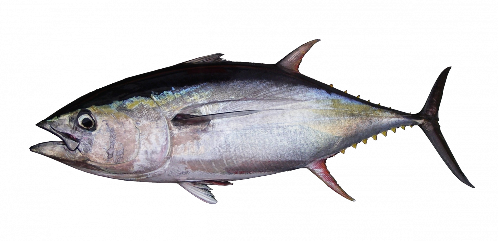 yellowfin_tuna.png