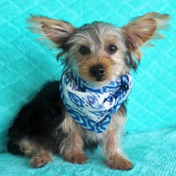 yorkshire-terrier-492064.jpg