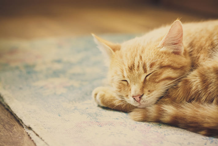 young-cat-sleeping-TS_180073269.jpg