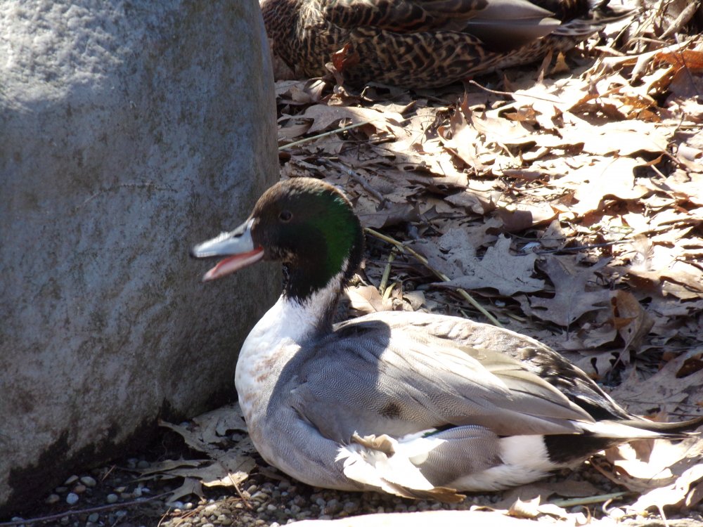 Nature Center Duck Quack.JPG