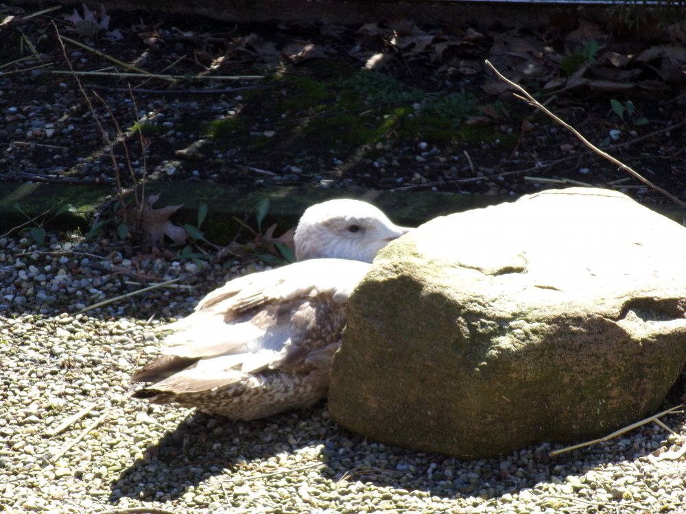 Nature Center Duck Hiding.JPG