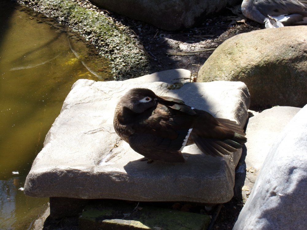 Nature Center Duck.JPG
