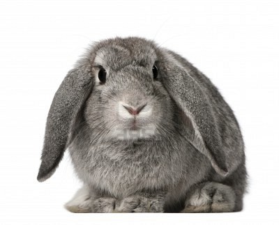 French-Lop-Rabbit-Breed.jpg.29e2ef6d77e4ec003ed6e3df9262fb69.jpg