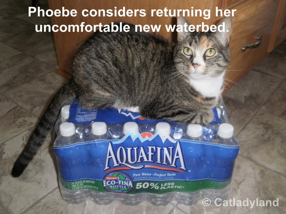 phoebe-cat-waterbed-funny-comic.thumb.jpg.e77a38f7b64aec759f0ea0875499d8ce.jpg