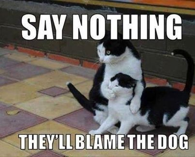 funny-black-and-white-cat-memes.jpg.61043cd73da84792dc93adf17353e959.jpg