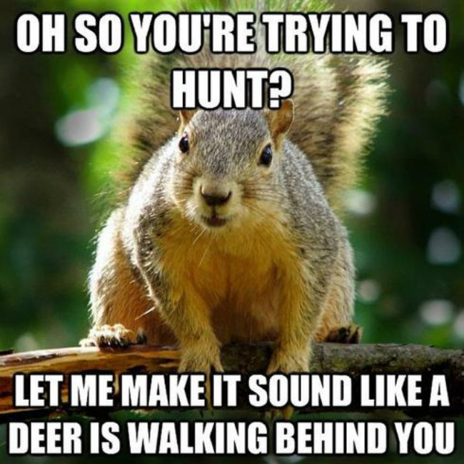 hunting-meme-6.jpg.9126c47f26b322900ea62975dd23a5d2.jpg