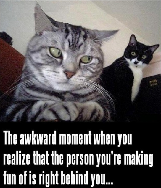 008-FUNNY-CAT-MEME.jpg.f693370f4a47e967d57ee0b203b75b6c.jpg