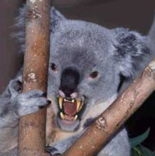 MonsterKoala.png.863e4c3516c52f044e5ff1b673f2549e.png