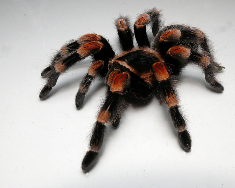 Bsmithi.jpg.ebfda60c7e3a530c80f2e71bb7a42747.jpg