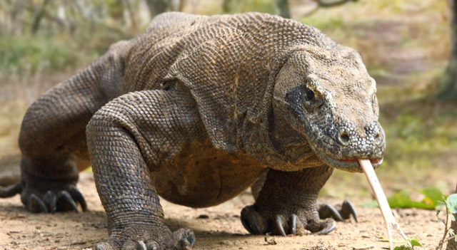 Komodo-Dragon.jpg.d1f8f508526a245788935f169daf3558.jpg