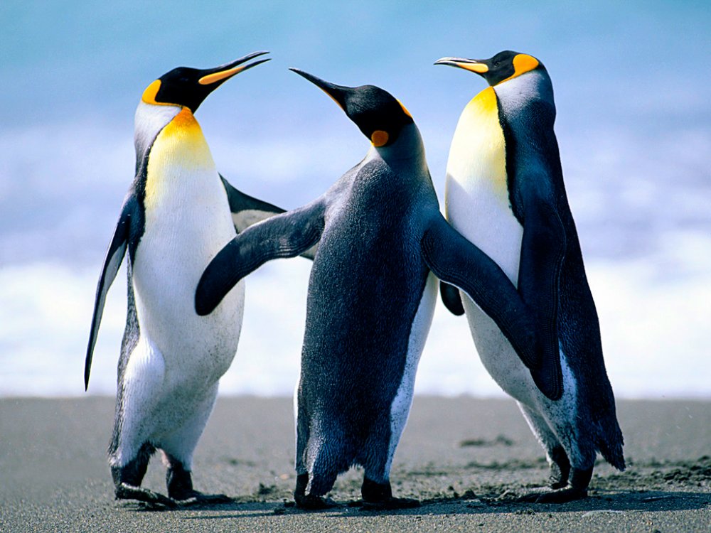 Penguins.thumb.jpg.86fe7194f262b12ae7cd340612e7145b.jpg