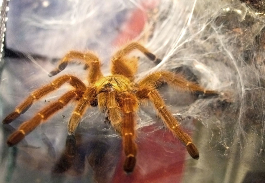 Pterinochilus_murinus.jpg.70c54aed67e9271197aea133e8196316.jpg