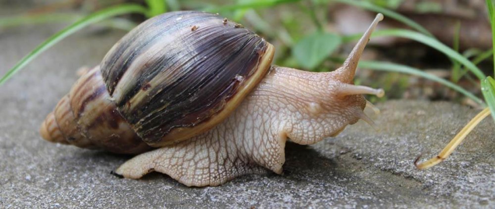 african-snail-header.thumb.jpg.38bec324167e5997a0d32944d3f2969a.jpg