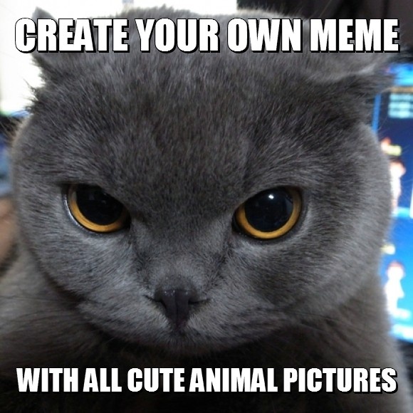 1ef439a142e469d9bd1c6d248a10d83b--create-your-own-meme-cutest-animals.jpg.e74c4904973c844581711729503e4e16.jpg