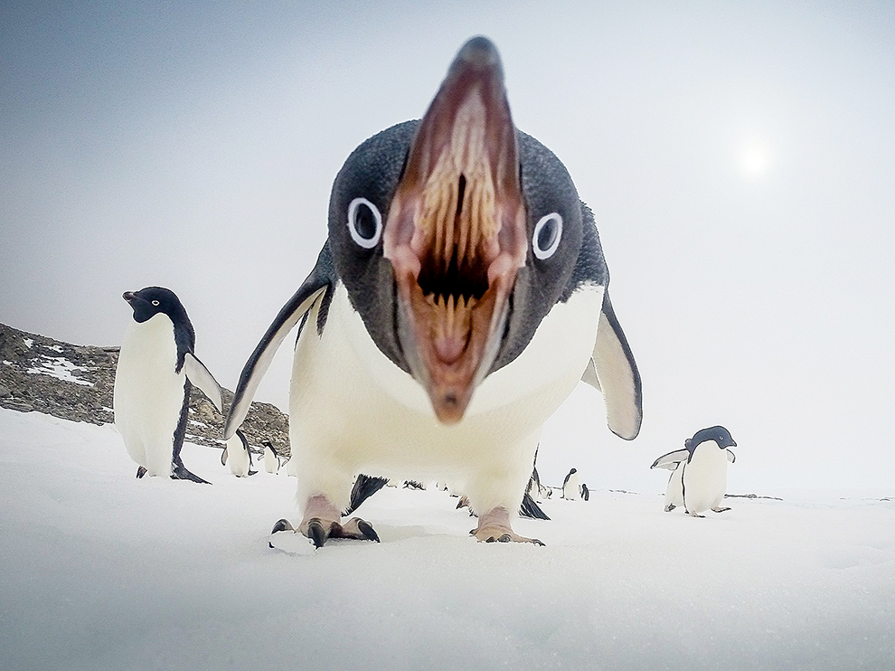 5a0bb7bdc1811_penguinmouth.jpg.1849bd074ef972346ac9ad243a3d988c.jpg