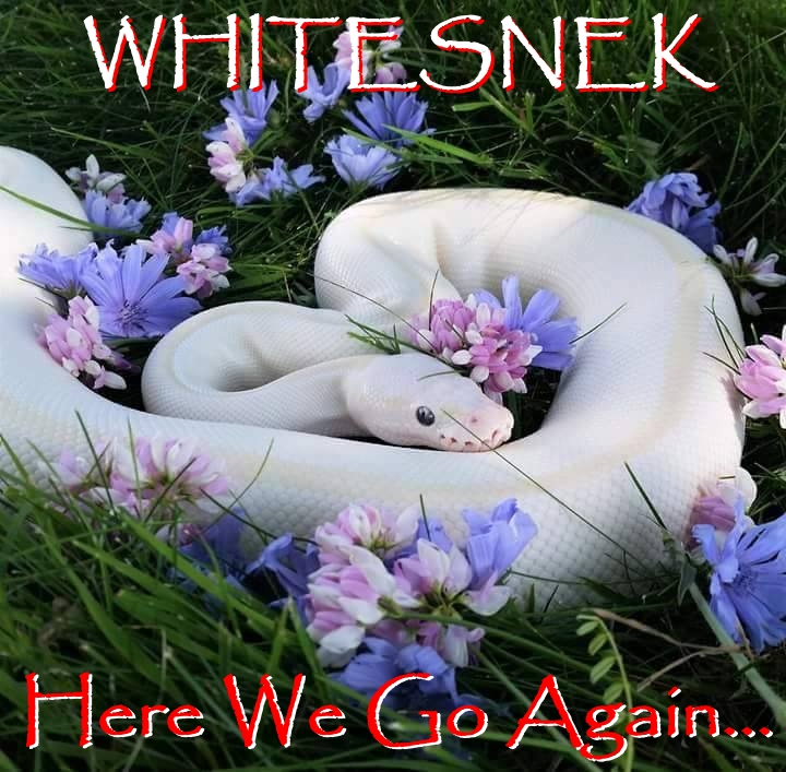 5a0ee7ef3eaff_Whitesnekalbum.jpg.0d8f567aaa3a698dec0eee4a9175e36e.jpg