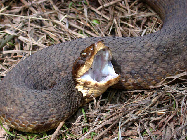 Western_cottonmouth.jpg.45952a599f786c478bb8636753daabd4.jpg