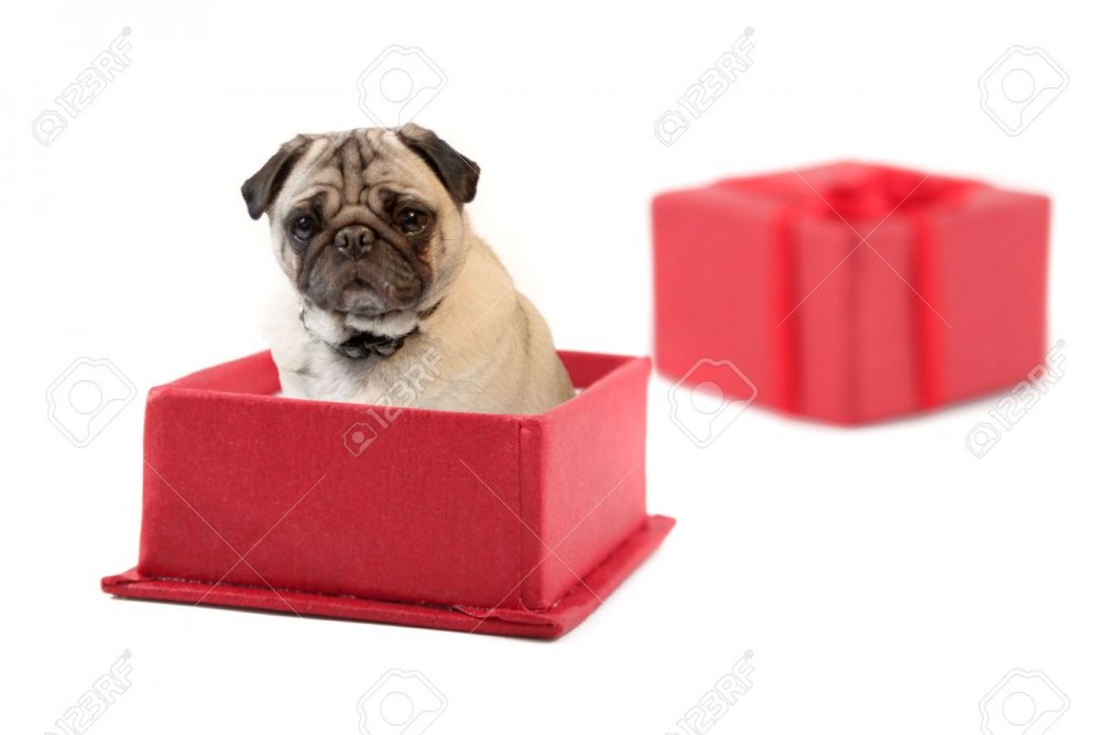 5876179-fawn-colored-pug-inside-a-red-gift-box-Stock-Photo.thumb.jpg.7990eaa21399455572c396d8f6846112.jpg