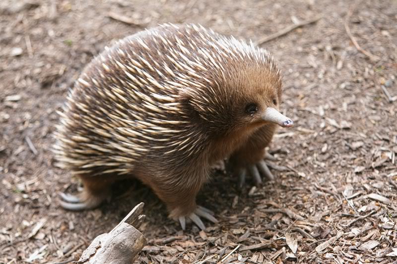 Echidna.jpg.f130eca9085391d92450e0af3a1ec75f.jpg