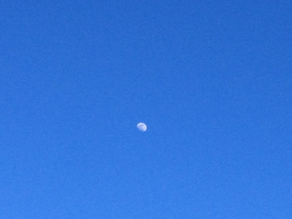 Moonshot (Close-Up 2).JPG