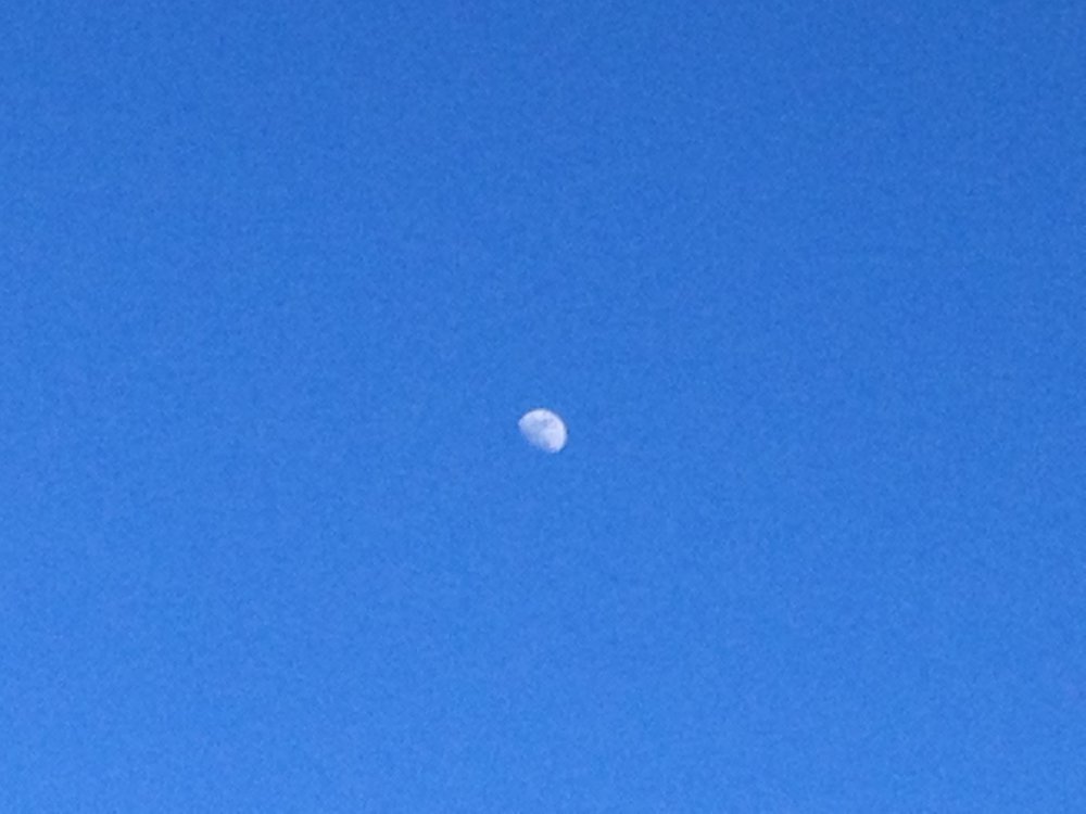 Moonshot (Close-Up 3).JPG
