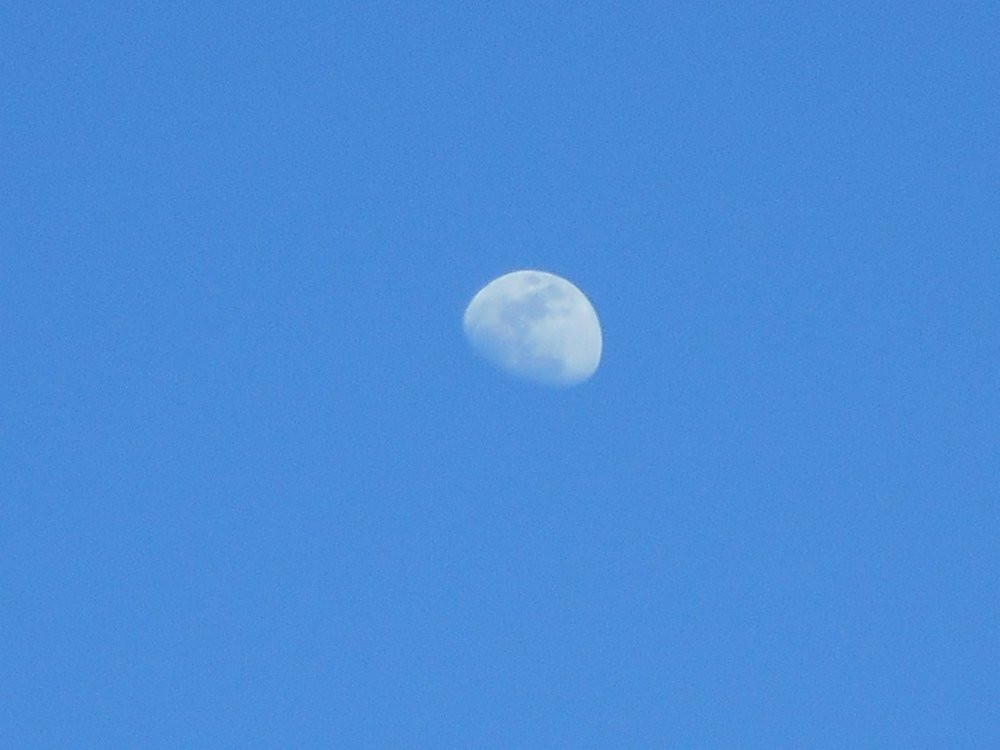 Moonshot (Close-Up 4).JPG