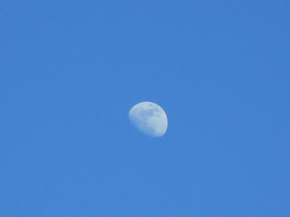 Moonshot (Close-Up 5).JPG