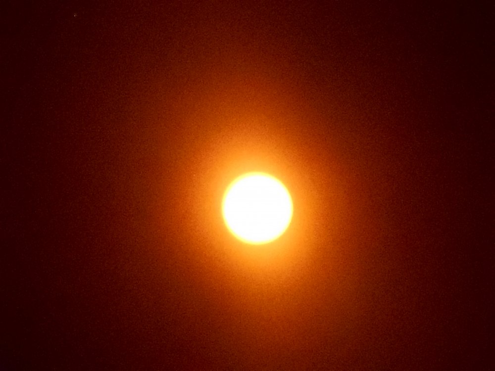 Sunshot Close-Up 4.JPG